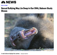 Image de l'article Sexual Bullying May Lie Deep in Our DNA, Baboon Study Shows