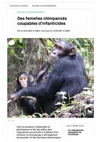 Image de l'article Des femelles chimpanzés coupables d'infanticides